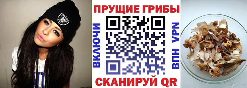 Купить  Избербаш  Псилоцибиновые грибы прущие грибы 